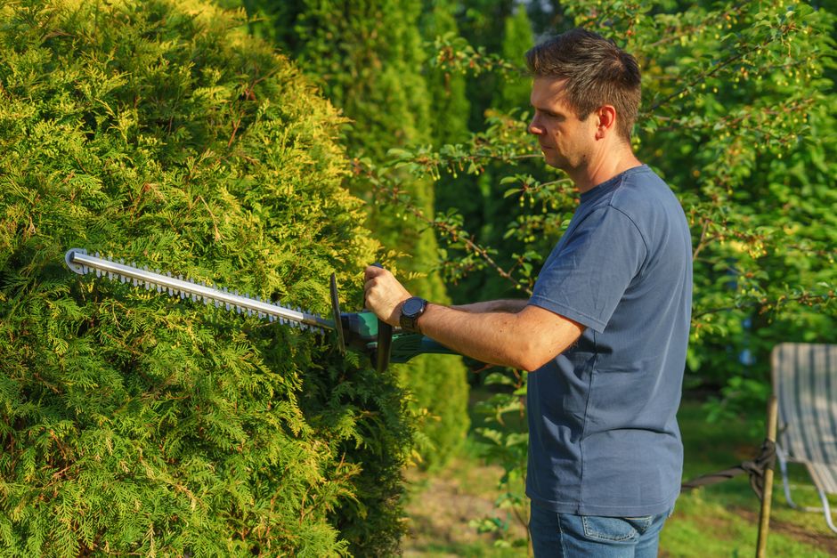 Landscaper trimming tall green hedges with precision tools